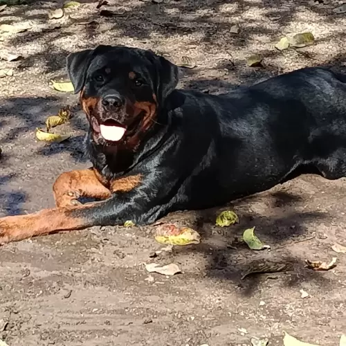 Dia a Dia
